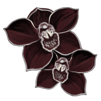 orchidee-noire.png